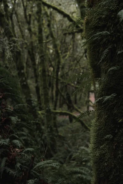 鬱蒼とした森の苔に覆われた緑の木 — ストック写真