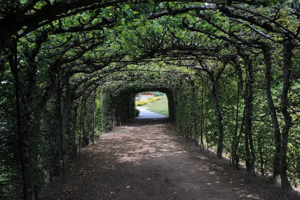 Гарний Природний Тунель Зроблений Вигнутих Дерев Ґрунтовій Доріжці Веде Саду — стокове фото