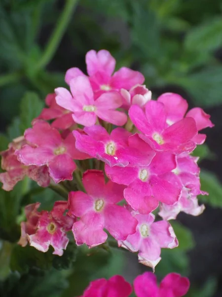 Вертикальный Крупным Планом Снимок Розовых Цветов Роуз Вербена Размытом Зеленом — стоковое фото