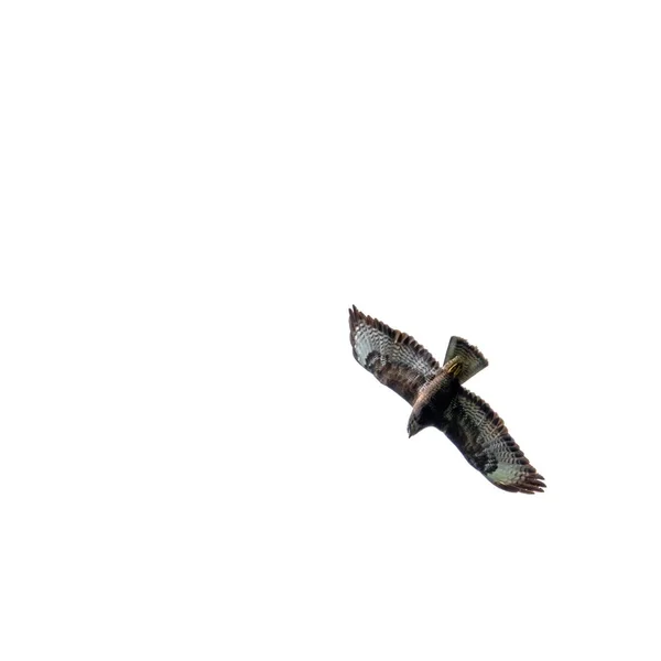 Χαμηλή Γωνία Θέασης Ιπτάμενου Γερακιού Τραχύ Πόδι Απομονωμένου Λευκό Φόντο — Φωτογραφία Αρχείου