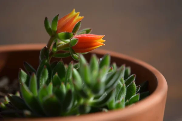 Plante Florissante Echeveria Secunda Avec Des Fleurs Oranger Dans Pot — Photo