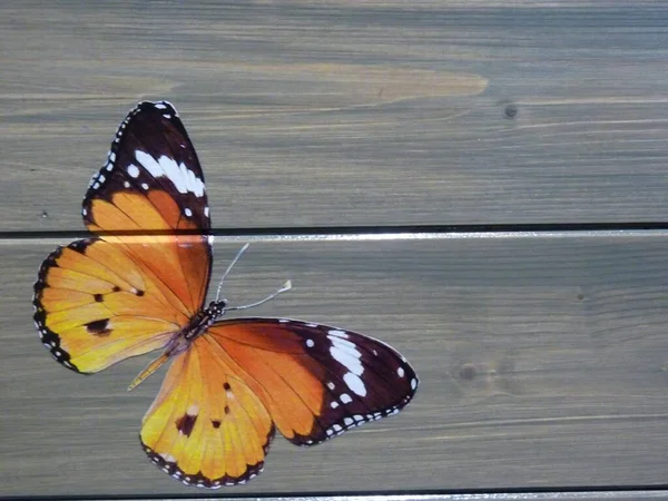 Крупный План Красивой Декупажа Бабочки Деревянной Мебели — стоковое фото