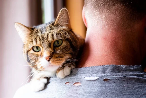 Een Close Shot Van Een Huiselijke Kat Zittend Schouder Van — Stockfoto