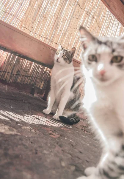 Pionowe Ujęcie Dwóch Kotów Domowych Siedzących Obok Siebie Obok Ściany — Zdjęcie stockowe