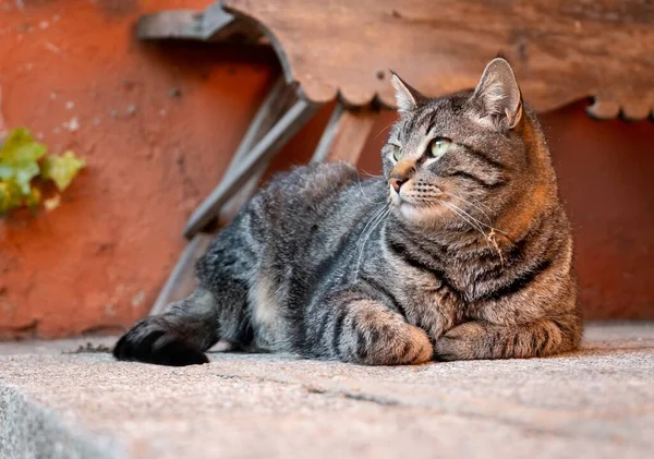 Nahaufnahme Einer Katze Mit Schwarz Weißen Mustern Die Auf Dem — Stockfoto