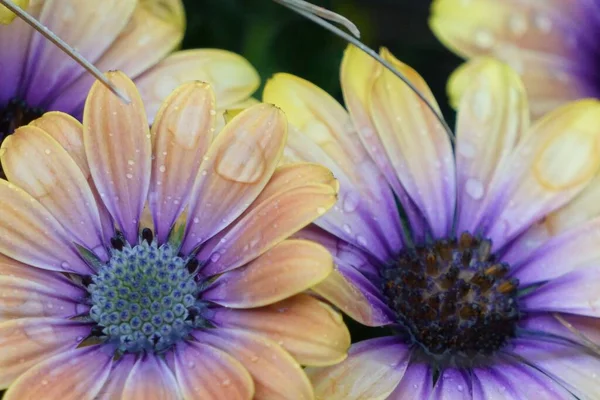 Egy Közeli Kép Virágok Sárga Lila Szirmok Tökéletes Háttér — Stock Fotó