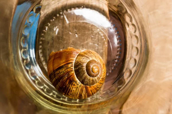 Horní Pohled Šneka Průhledné Sklenici — Stock fotografie