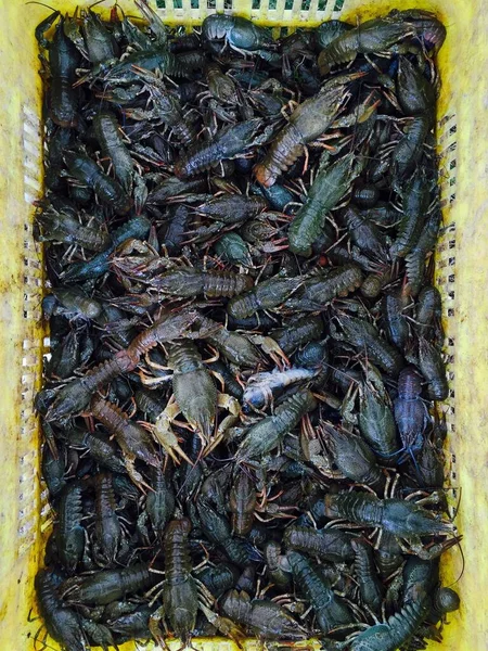 Vertical Shot Raw Crawfishes Basket Food Market — Stock Photo, Image