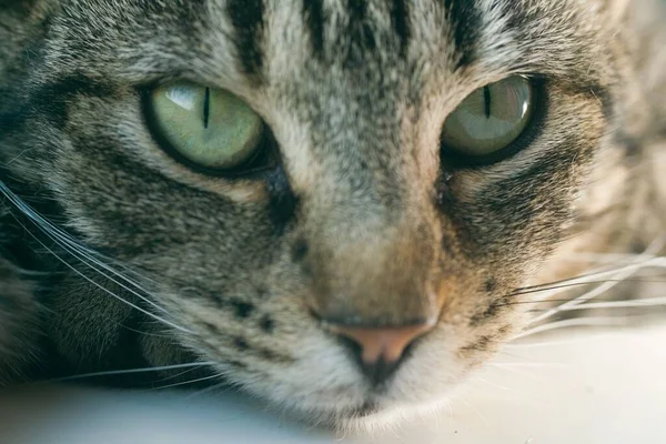 Młody Pasiasty Tabby Kot Portret Zbliżenie Twarz — Zdjęcie stockowe