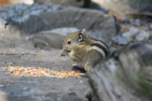 Closeup Shot Cute Baby Squirrel Sitting Stone Surface Eating Seeds — Stock Photo, Image