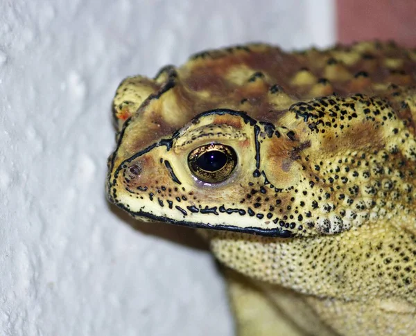 Gros Plan Crapaud Amérique Sur Béton — Photo