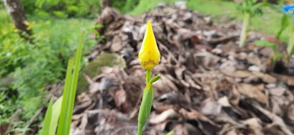 Zbliżenie Ujęcie Żółtego Kwiatu Pączek Podczas Dnia — Zdjęcie stockowe