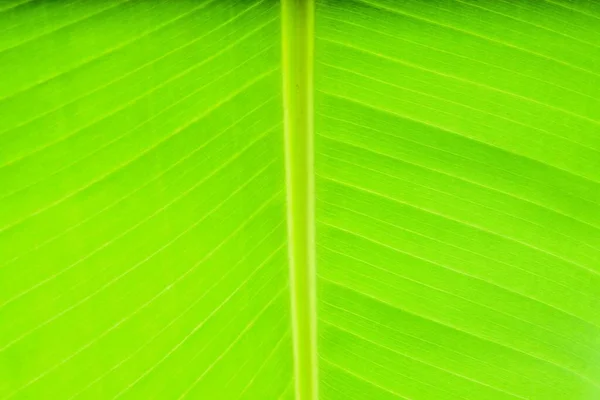 Macro Plan Texture Une Feuille Banane Verte Fraîche — Photo