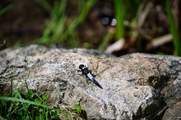 Nahaufnahme Einer Odonata Auf Einem Großen Felsen — Stockfoto