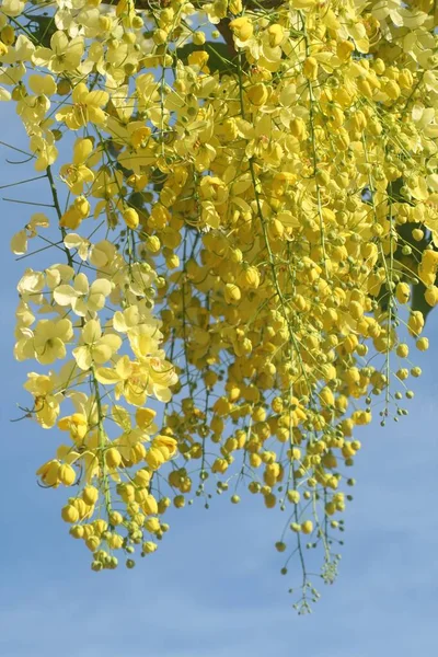 Függőleges Sekély Fókusz Közelkép Sárga Akác Növény Virágok Napfény Alatt — Stock Fotó