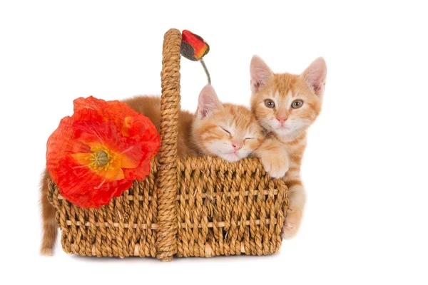 Tiro Isolado Dois Gatinhos Gengibre Aconchegar Uma Cesta Com Flores — Fotografia de Stock