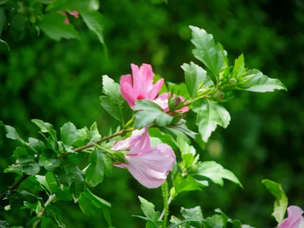 Een Selectieve Focus Shot Van Roze Gumamela Bloemen Tuin — Stockfoto