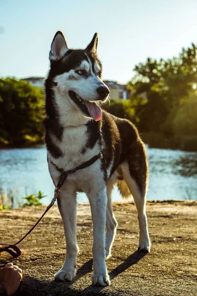 Egy Függőleges Sekély Fókuszfelvétel Egy Gyönyörű Szibériai Husky Kutyáról Egy — Stock Fotó