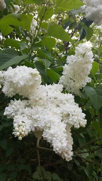 Een Verticale Foto Van Bloeiende Witte Bloemen Het Groen Perfect — Stockfoto