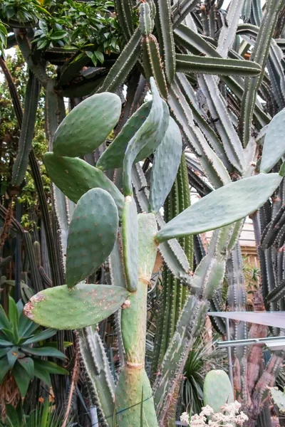 A vertical shot of a plant called Engelmann prickly pear