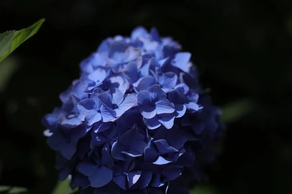 Gros Plan Des Fleurs Bleues Hortensia Dans Noir — Photo