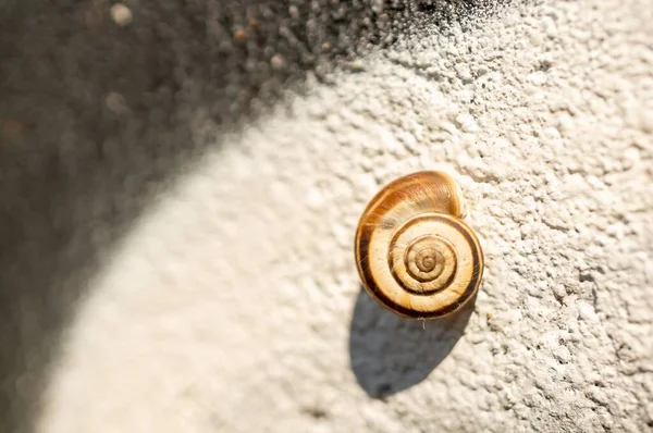 在阳光下墙壁上一个小蜗牛壳的特写镜头 背景模糊不清 — 图库照片