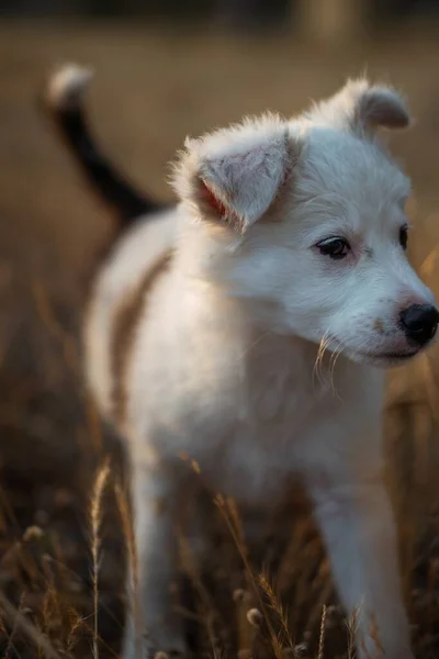 Kahverengi Bir Tarlada Sevimli Beyaz Tüylü Bir Köpeğin Dikey Yakın — Stok fotoğraf