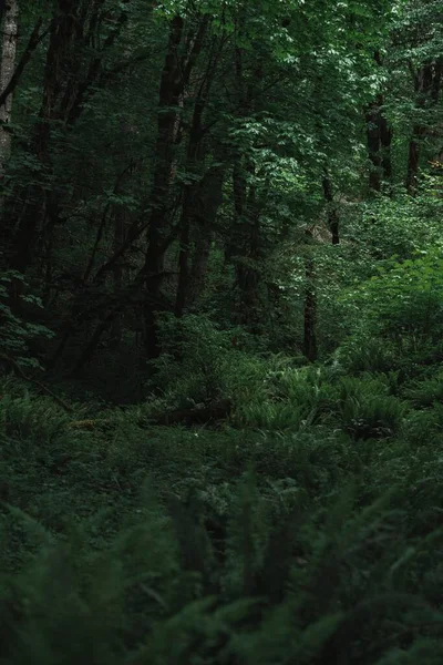 鬱蒼とした森の緑の木 — ストック写真