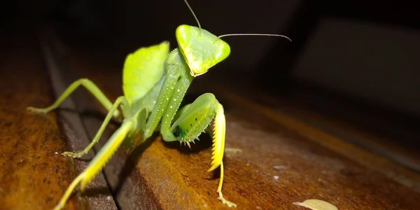 Primer Plano Una Mantis Religiosa Mesa Bajo Las Luces Con —  Fotos de Stock