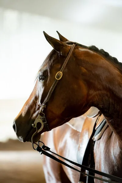 馬が安定して捕獲した壮大な茶色の馬の垂直選択的フォーカスショット — ストック写真