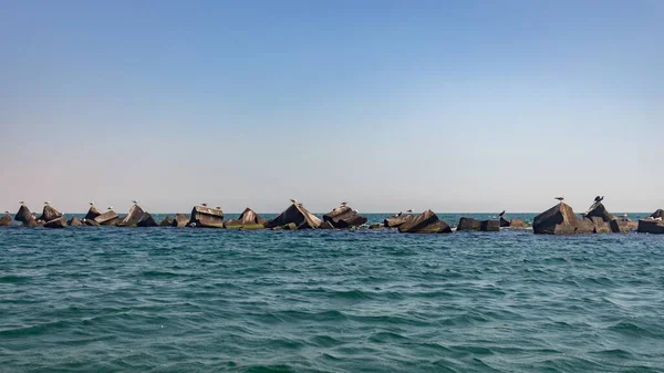 Tiro Panorâmico Gaivotas Rocha Mar — Fotografia de Stock