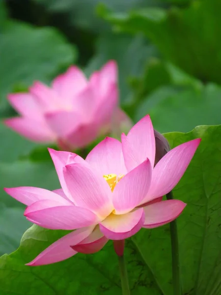 Enfoque Selectivo Vertical Una Flor Loto Rosa Flor Con Centro — Foto de Stock