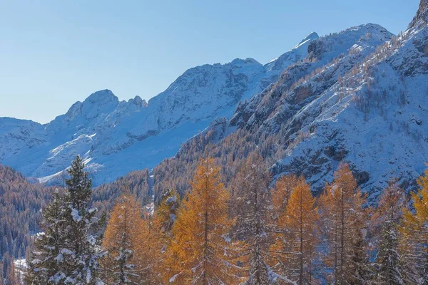 在白天 一片雪地森林的水平照片 上面有高大的桔树和高山 — 图库照片