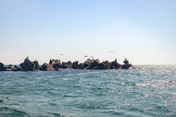 Colpo Panoramico Gabbiani Sulla Roccia Marina — Foto Stock