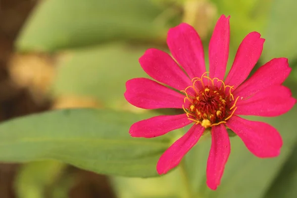 Diğer Bitkilerin Arkasındaki Dar Yapraklı Zinnia Çiçeğinin Yakın Plan Çekimi — Stok fotoğraf