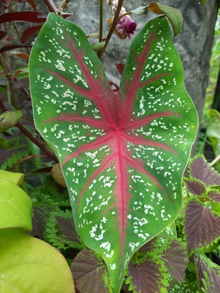 Sebuah Gambar Closeup Dari Tanaman Dengan Daun Hijau Dan Merah — Stok Foto