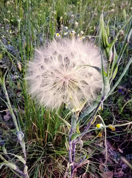 Een Verticaal Close Shot Van Een Paardebloem Een Veld — Stockfoto