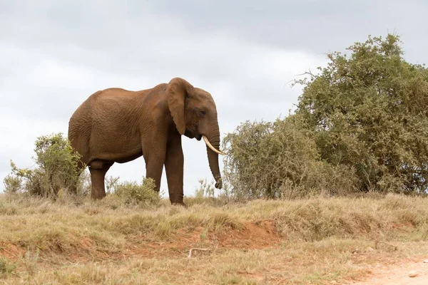 Uma Bela Foto Elefante Africano Caminhando Campo Seco — Fotografia de Stock