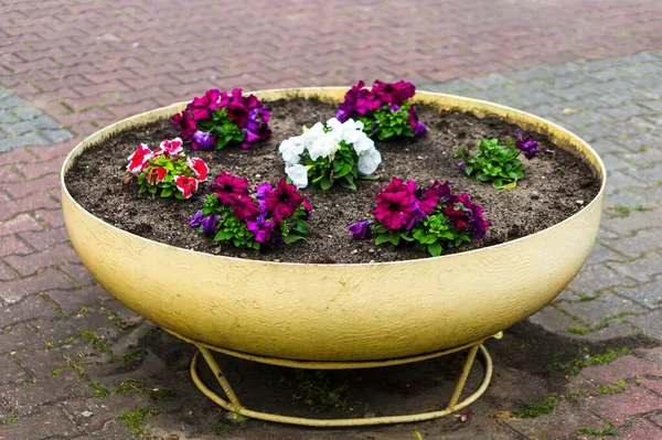 Primo Piano Fiori Viola Colorati Una Pentola Metallica Gialla — Foto Stock