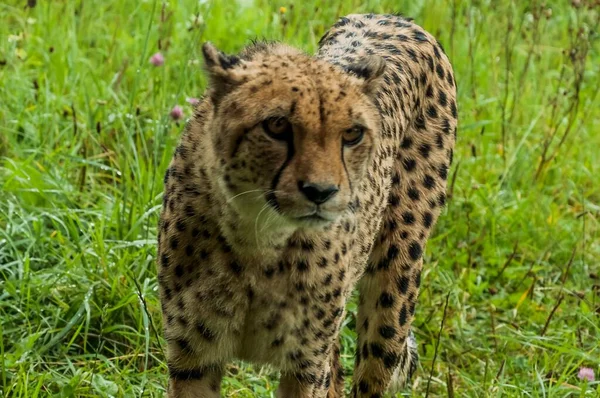 Çimlerin Üzerinde Bir Jaguarın Yakın Çekimi — Stok fotoğraf