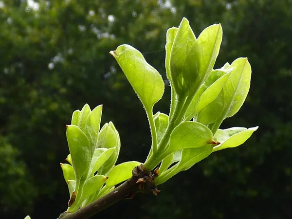 Closeup Shot Green Buds Growing Tree Branch — Stock Photo, Image