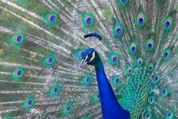 꽁지가 아름다운 파란색 공작새 배경에 — 스톡 사진