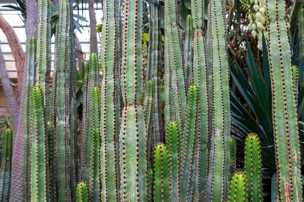 Una Variedad Cactus Candelabros Creciendo Uno Lado Del Otro — Foto de Stock