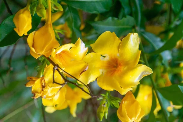Close Flores Amarelas Florescendo Vegetação Durante Dia — Fotografia de Stock