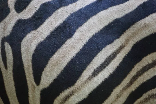 Makrobillede Zebrahud - Stock-foto