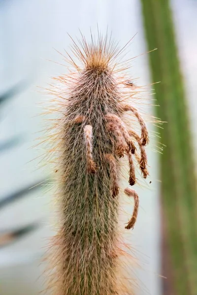 Vertikal Bild Cholla Kaktusen Dagtid — Stockfoto