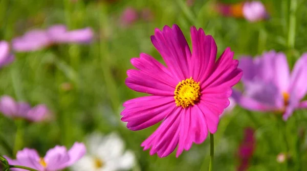 Eine Nahaufnahme Einer Rosa Kosmosblume — Stockfoto