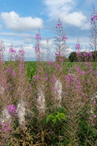 Een Verticaal Shot Van Exotische Roze Bloemen Voorkant Van Een — Stockfoto