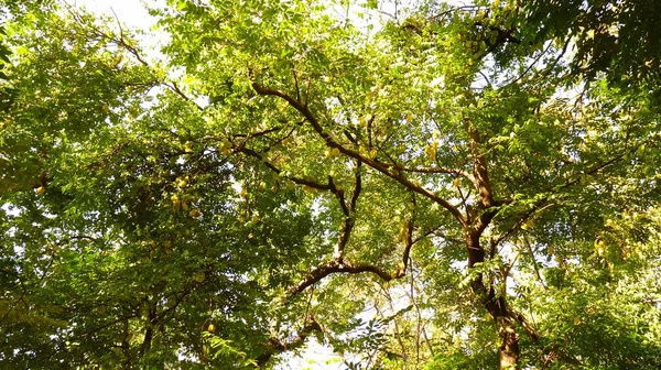 Een Horizontale Lage Hoek Schot Van Boomtakken Met Groene Bladeren — Stockfoto