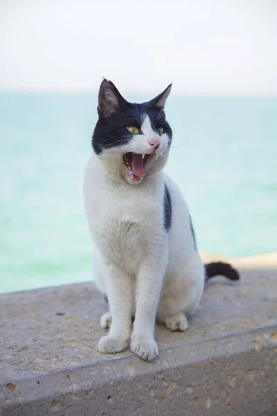 Μια Επιθετική Ασπρόμαυρη Γάτα Σφύριζε Στην Ακτή Της Θάλασσας — Φωτογραφία Αρχείου